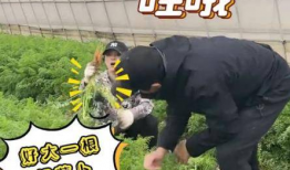 拔萝卜的视频,拔萝卜的趣味与技巧